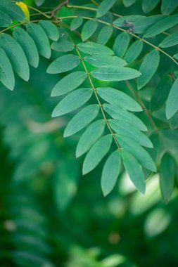 Parlak Sarı Yapraklı Sarı Cassia Çiçeği