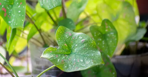 Renkli Kalp Yapraklı Caladium Bitkisi