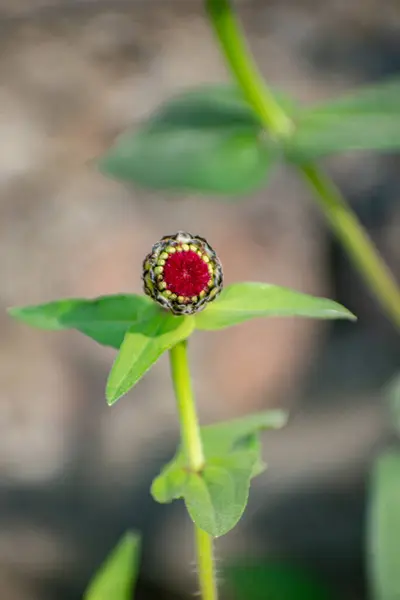Yeşil Yapraklı ve Köklü Zinnia Çiçekleri