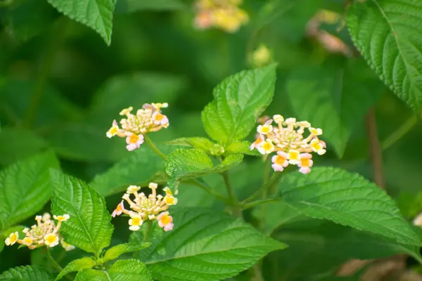 Parlak Pembe ve Sarı Yapraklı Lantana Camara Çiçeği