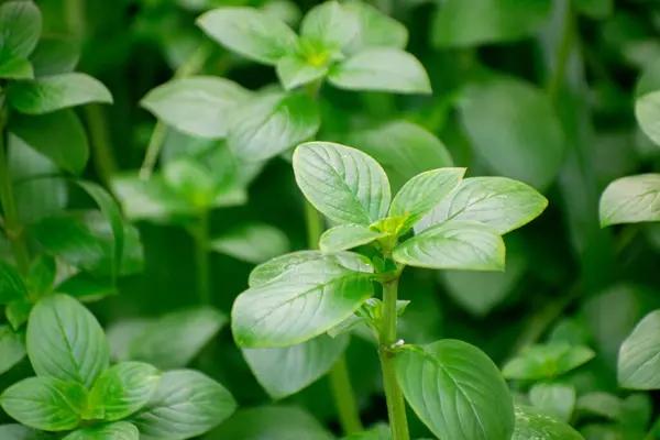 Beyaz Çiçekli Oval Yaprak Sahte Düğme Yosunu