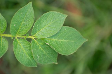 Yosun yeşili ya da eğreltiotu yeşili yemyeşil bir tonu doğal bir ortamda bırakır..