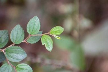 Jujube yapraklarından oluşan bir yakın çekim benzersiz şekillerini ve yeşil renklerini sergiliyor..