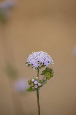 Çarpıcı mavi çiçekleri ve yeşil yapraklarıyla Ageratum houstonianum veya Bluemink 'in canlı bir görüntüsü..