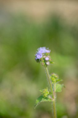 A close-up view of Ageratum houstonianum, or Bluemink, displaying its intricate blue flower details. clipart