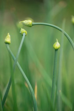 Taze Allium cepa, soğan olarak bilinir, katmanlı ampulü ve yeşil filizleriyle.