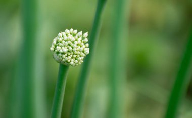 Soğan olarak bilinen Allium cepa 'nın desenli ampulü ve taze yeşil filizleriyle detaylı bir görüntüsü..