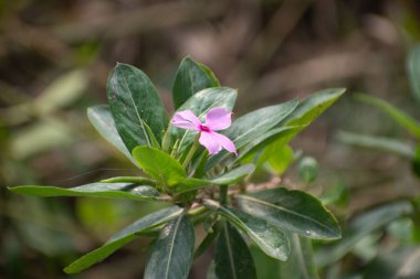 Canlı bir Catharanthus gülü, genellikle menekşe olarak bilinir, pembe ve beyaz çiçekleri ile.