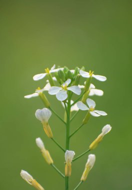 Geniş yeşil yapraklı yabani turp bitkisi ve doğal çayırlarda yetişen narin sarı çiçekler..