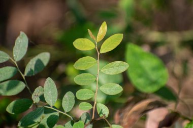 İnce yeşil saplı uzun saplı yaprak çiçeği ve küçük narin çiçekler, doğal bir ortamda gelişiyor..