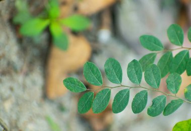 Close-up of long-stalk leaf-flower plant with intricate foliage and tiny blossoms in a soft garden light. clipart