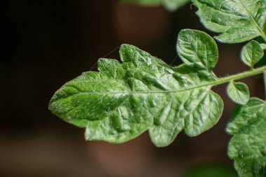 Detaylı damarlı taze domates yaprakları ve canlı yeşil bir bahçe rengi.