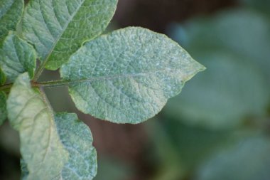Besin zengini bir bahçe yatağında yetişen yemyeşil yapraklı ve sağlıklı saplı taze patates bitkisi..