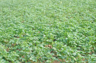 Detaylı damarları olan patates yapraklarının yakın çekimi ve ekili bir alanda koyu yeşil renk..