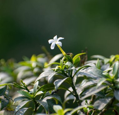 Narin beyaz çiçekleri ve koyu yeşil yapraklarıyla tropikal bir bahçede çiçek açan yasemin bitkisi..