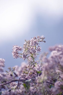 Late-flowering thoroughwort plant with clusters of small white blossoms, attracting pollinators in a natural habitat. clipart