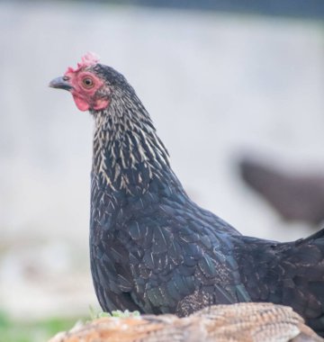 Çiftlik tavuğu çimlerin üzerinde duruyor, parlak tüylerini ve doğal davranışlarını sergiliyor..