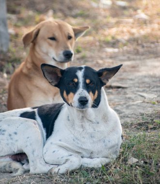 Hint Parya Köpeği çimenli bir alanda dinleniyor, dayanıklılığı ve çevresiyle doğal bir bağı somutlaştırıyor..