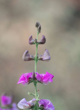 Narin mor yaprakları ve doğal ortamında yeşil yaprakları olan bir Hyacinth fasulye çiçeğinin yakın çekimi..