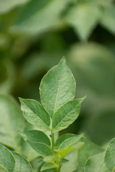 Dokularını ve detaylarını vurgulayan yeşil yaprakların canlı bir görüntüsü..