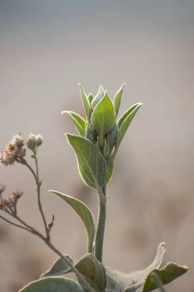 Canlı bir Astripomoea lachnosperma. Eşsiz çiçekleri ve doğal ortamında yeşil yaprakları var..