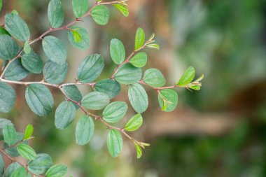 Bilimsel olarak Ziziphus juba Mill olarak bilinen jujube ağacının detaylı bir görüntüsü..
