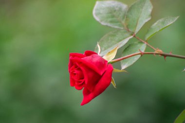 Yeşillik arka planda bir çay gülü çiçeği. Kırmızı Gül.