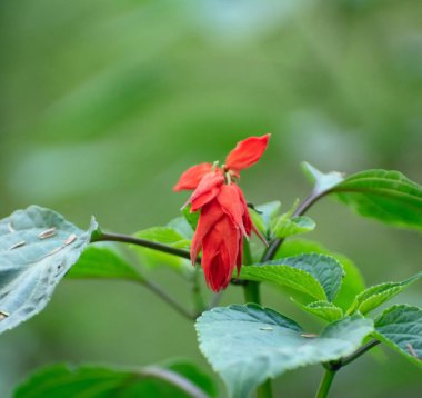 Canlı bir şenlik ateşi çiçeği, bilimsel olarak Salvia ihtişamı olarak bilinir..