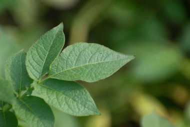 Bilimsel olarak Solanum tuberosum olarak bilinen patates yapraklarının detaylı bir görüntüsü..