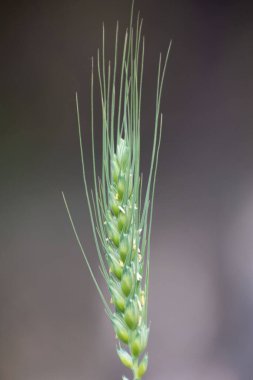 Bilimsel olarak Triticum aestivum olarak bilinen buğdayın detaylı bir görüntüsü..