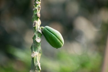 Çiçekli Yeşil Papaya Bahçesinde Yapraklar ve Gelişen Meyveler.