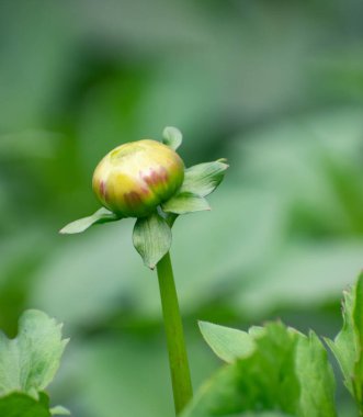 Göz alıcı Dahlia Pinnata Çiçekleri Yeşillik Bahçesinde Çiçek açıyor.