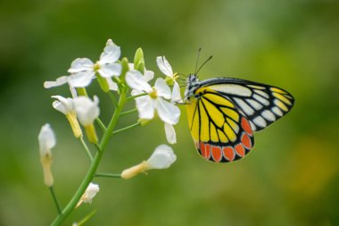 Vahşi Turp Çiçeği Üzerine Renkli Kelebek Doğada Canlı Yeşil Arkaplan.
