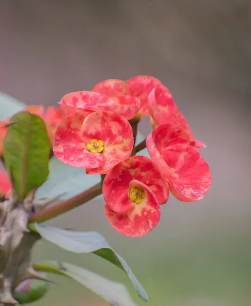 Canlı bir Euphorbia milisi, ayrıca dikenli taç olarak da bilinir..