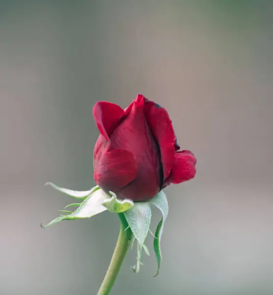 Canlı bir çay gülü çiçeği, bilimsel olarak Rosa odorata olarak bilinir..