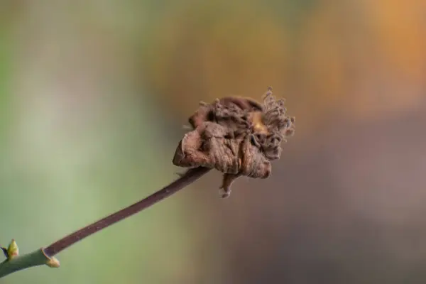 Bilimsel olarak Rosa odorata olarak bilinen ölü bir çay gülünün yakın çekimi..