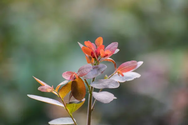 Canlı kırmızı yaprakları olan bir ağaç bir bahçede duruyor..