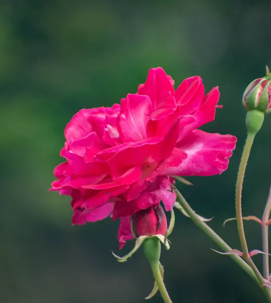 Canlı bir Wichura gülü. Bilimsel olarak Rosa Lucieae olarak bilinir..