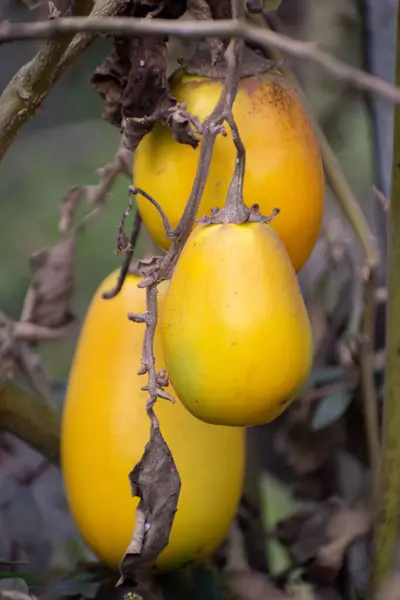 Bilimsel olarak Solanum melongena olarak bilinen bir patlıcanın yakın çekimi..