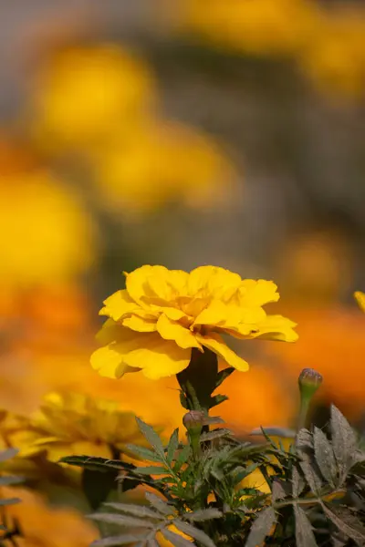 Canlı bir Marigold çiçeği. Bilimsel olarak Tagetes erekta olarak bilinir..