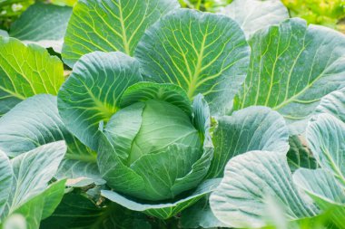 Taze Brassica Oleracea Lahanası 'nın Kapanışı Doğal Doku Yaprakları.