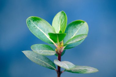 Catharanthus gül menekşe yaprakları yemyeşil yapraklarla bir bahçede.