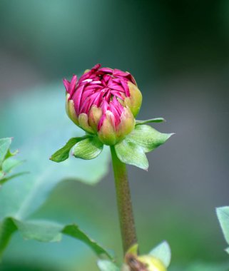 Dahlia pinnata dahlia çiçek tomurcukları yeşil yapraklı bir bahçede.
