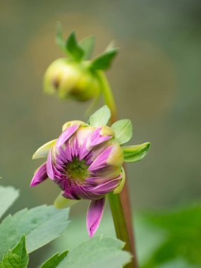Dahlia pinnata dahlia çiçeği. Bahçesinde canlı mor yapraklar var..