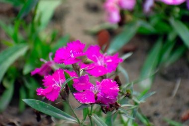 Dianthus Barbatus, tatlı William, bahçesinde canlı pembe yaprakları olan çiçek..
