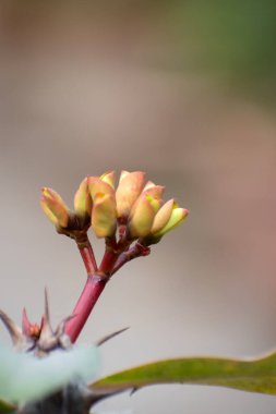 Erken safha Euphorbia doğal gün ışığında filizlenen sarı çiçekleri görkemlendirir..