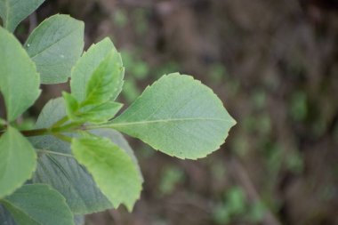 Ocimum campechianum en az basi yaprakları bir bahçede taze yeşil yeşillik ile.