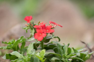 Phlox drummondii drummonds phlox flower with vibrant purple petals in a garden. clipart