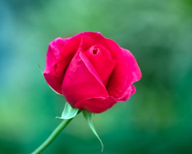 Rosa odorata tea rose flower with delicate pink petals in a garden. clipart