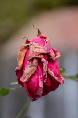 Rosoideae dead rose on a blurred background with dried petals in a garden. clipart